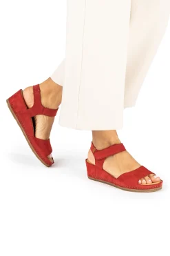 5851 Picual|El Naturalista Discount